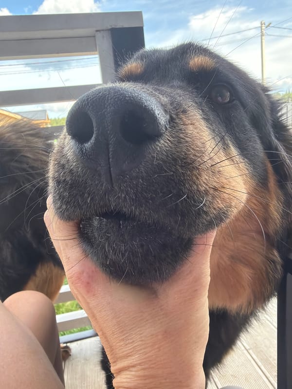 Close-up moments with a black and tan dog in Russia
