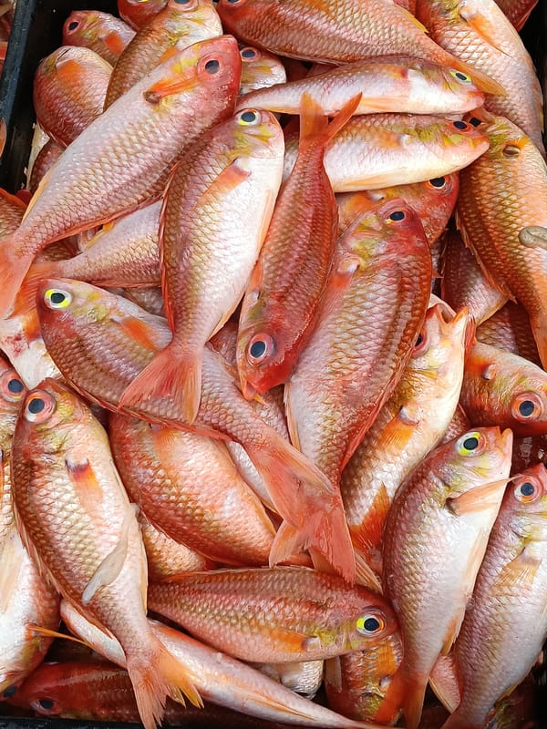 Fresh red snapper packed in a crate in Lhokseumawe