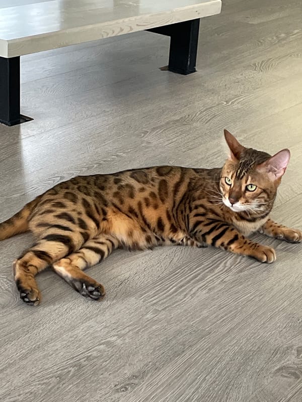 Bengal cat relaxes on wooden floor in Izhevsk