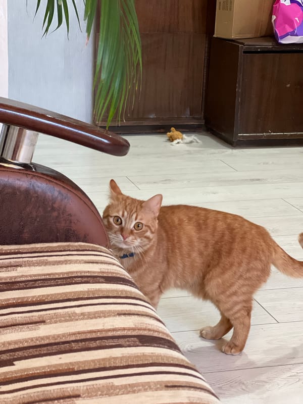 Cats observed lounging in Moscow apartment during sunset hours