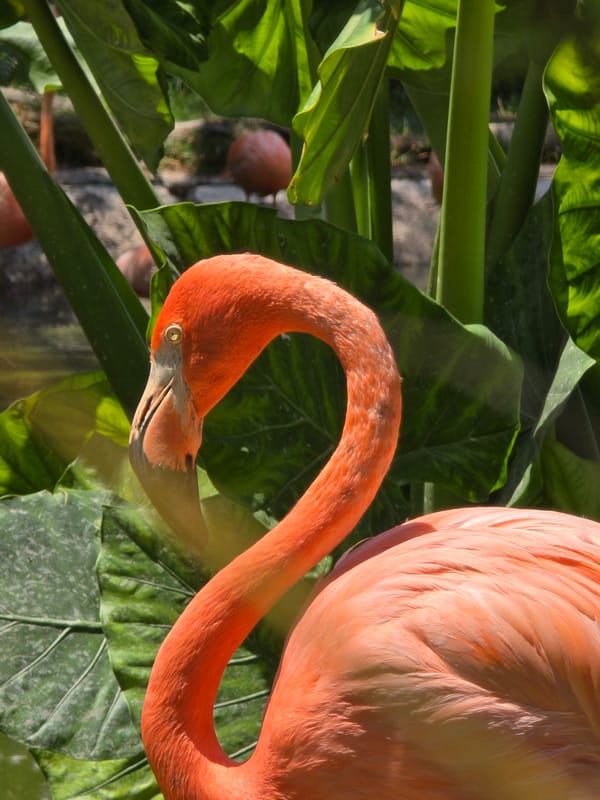 Visitors capture flamingo habitat scenes at Puebla wildlife facility