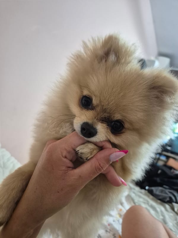 Pomeranian playtime and purple-lit selfies in Burgas