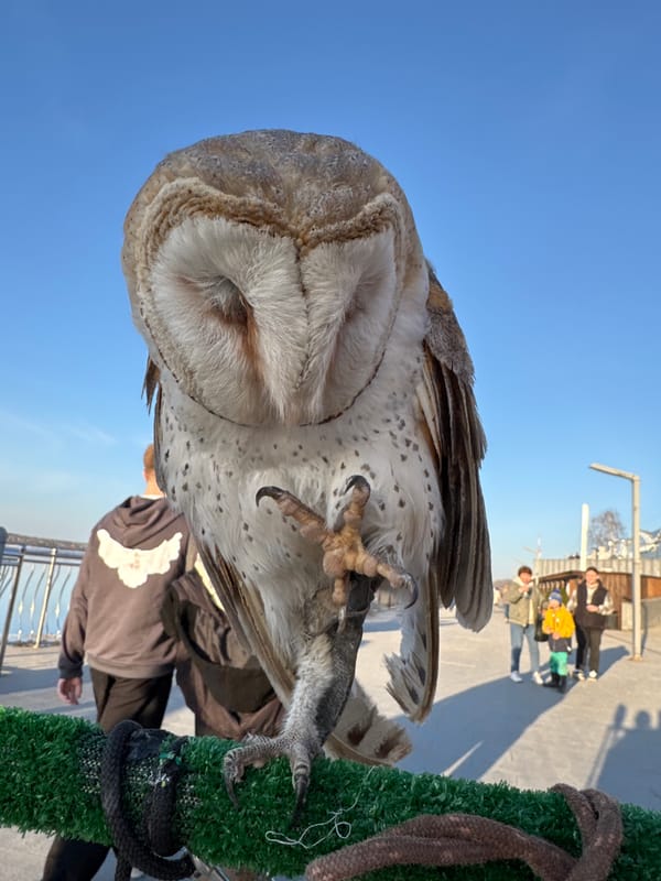 Families visit bird attraction and riverside promenade in Perm
