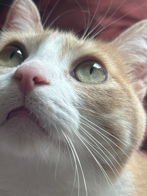 Orange and white cat photographed in Wattrelos, France