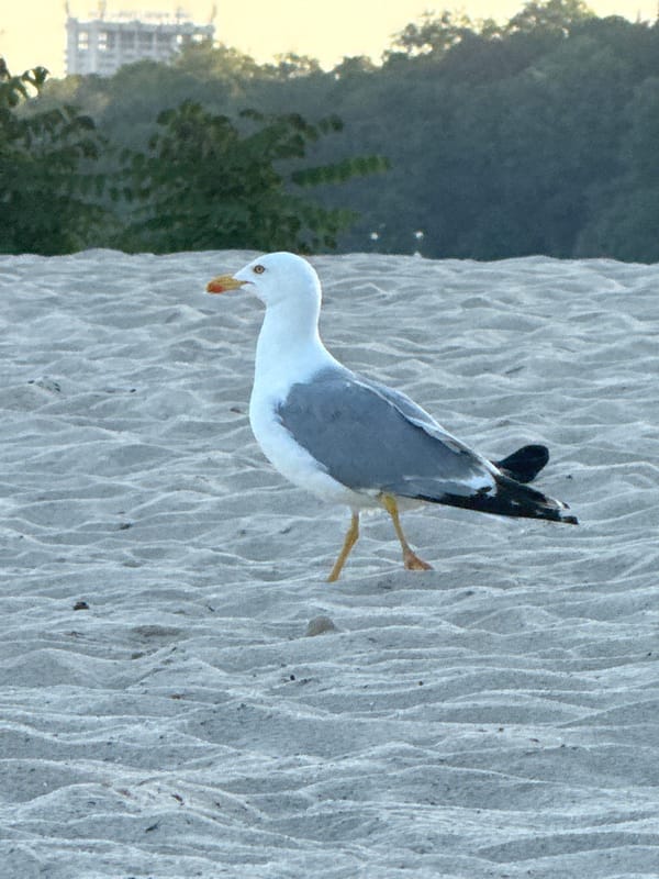 Coastal afternoon: beach wildlife, calm water, dusk promenade