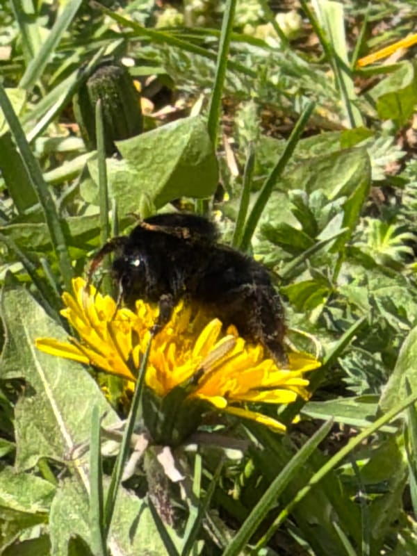 Bee feeds on dandelion flower in Уральское, Russia