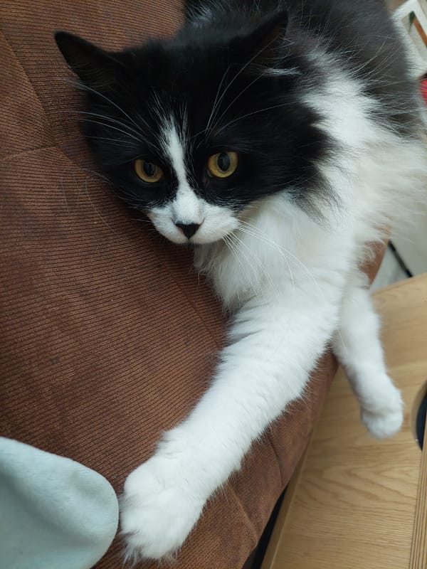 Black and white cat observed resting indoors in Plovdiv