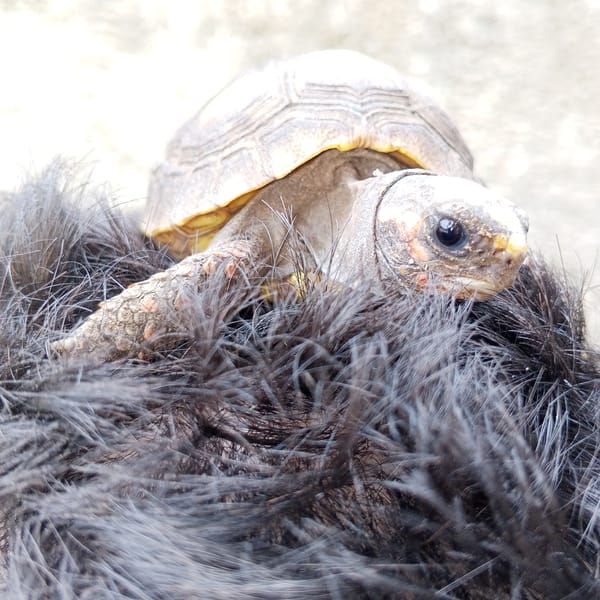 Red-footed tortoises up close in Altagracia, Venezuela