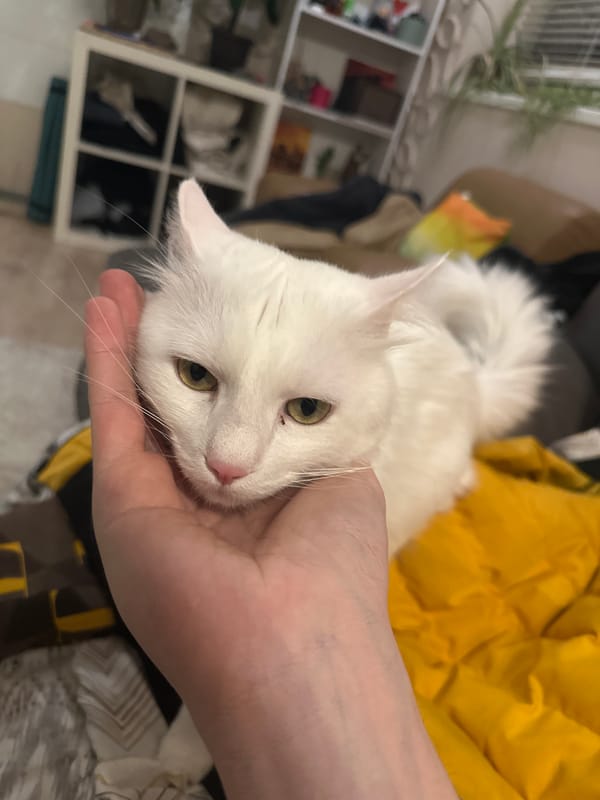 White cat rests peacefully in human hand in Sofia