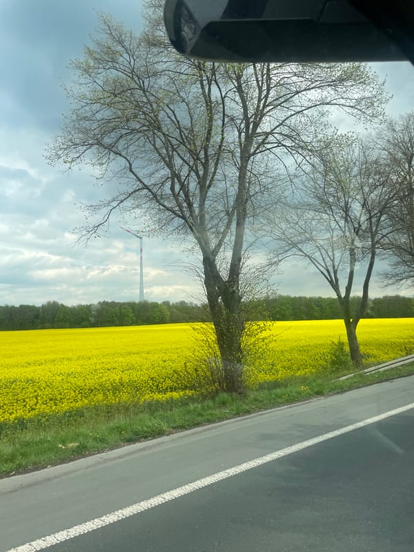 Spring rapeseed fields bloom near Dortmund, Germany