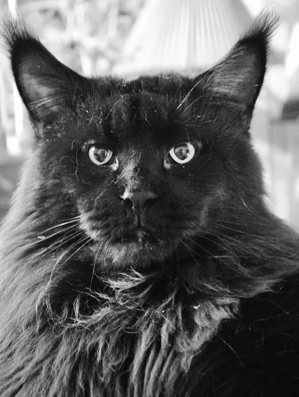 Afternoon roundup of cats, fish, iguanas, and backyard wildlife
