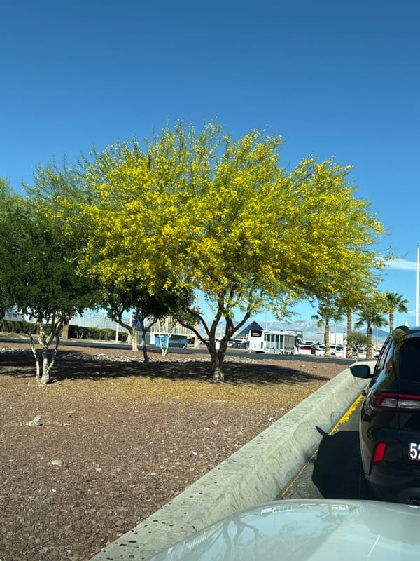 Spring blooms observed on Paradise street amid clear skies