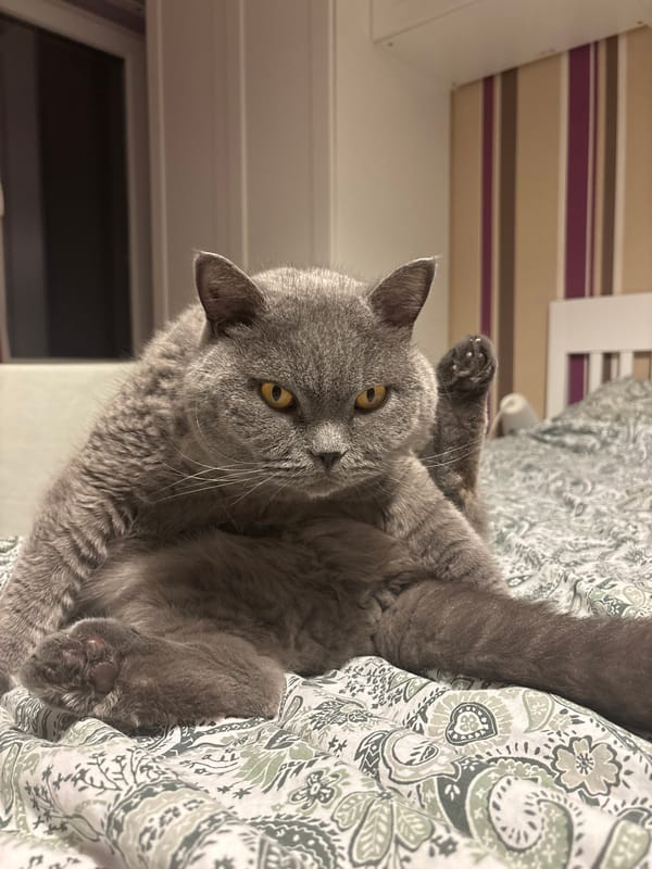 Domestic pets documented during quiet evening in Sofia