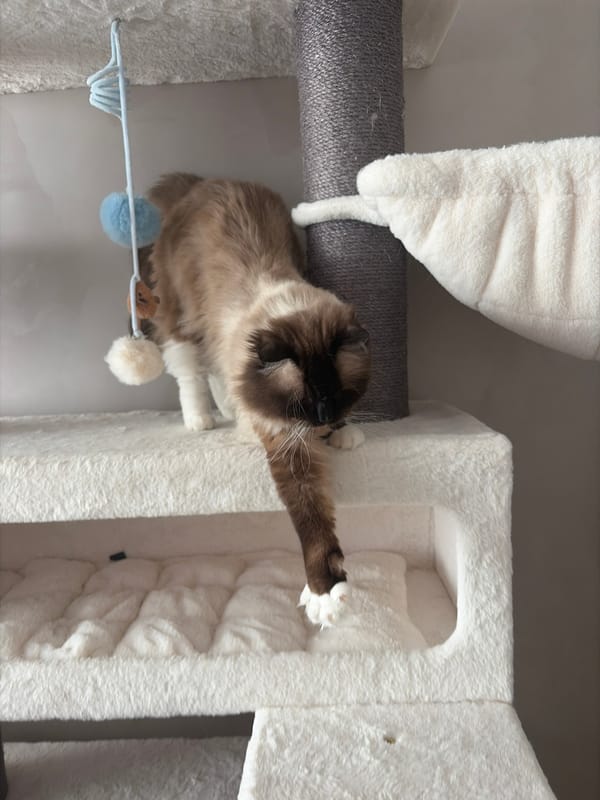 Ragdoll cat observed during afternoon activities in Rijswijk home