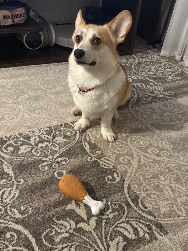 Corgi playtime and a cat on a snowy windowsill in Perm