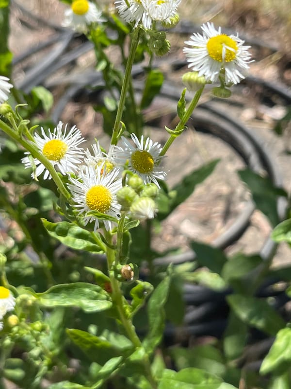 Wildflowers and dogs in a Dnipro backyard on a June morning