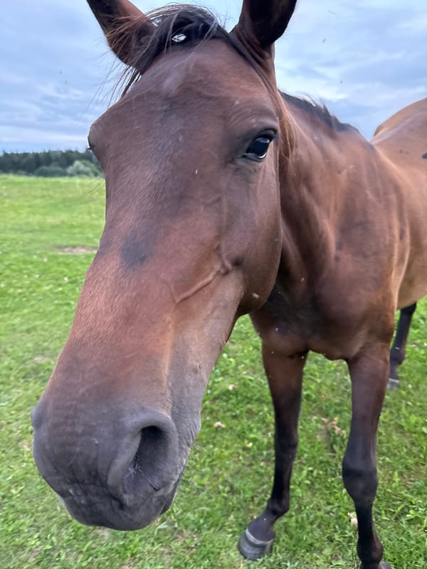 Horses and grounds at Galinė equestrian training center, Lithuania