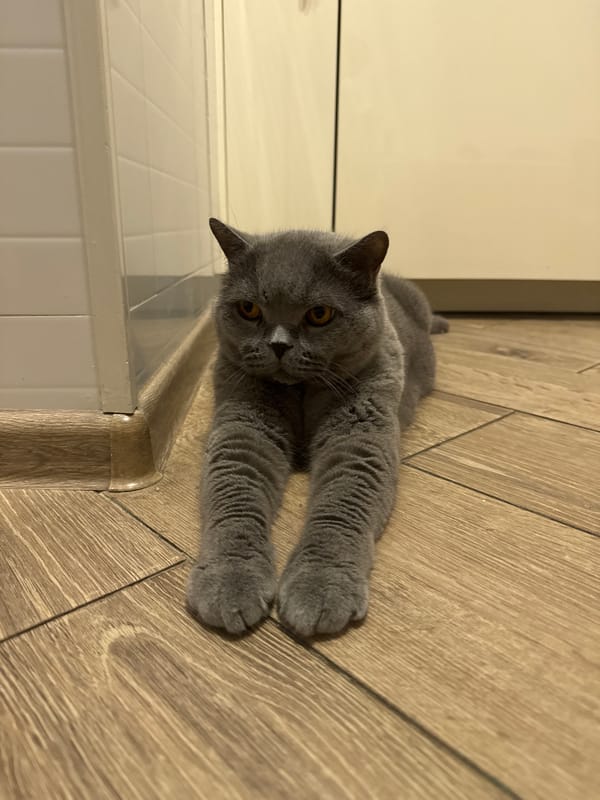 Grey British Shorthair lounging on a kitchen floor in Russia