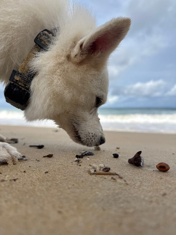 Two dogs play freely along Karon Beach, Phuket