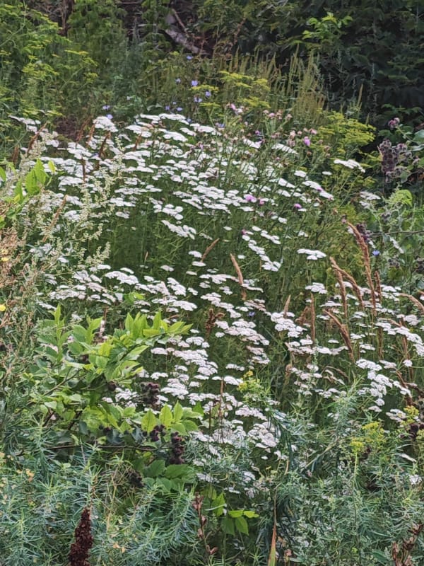 Macro flies and wildflowers in a Chapaevsk outdoor setting