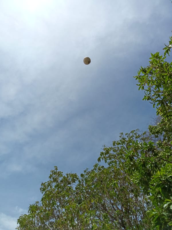 Resident documents tree canopy views in Juan Griego, Venezuela