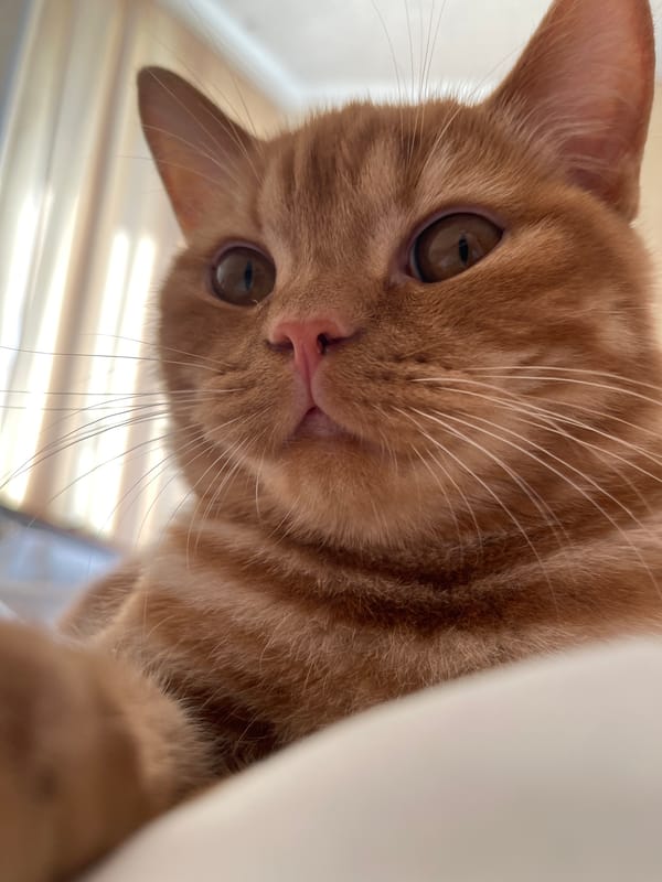 Orange tabby cat at home, relaxed and curious