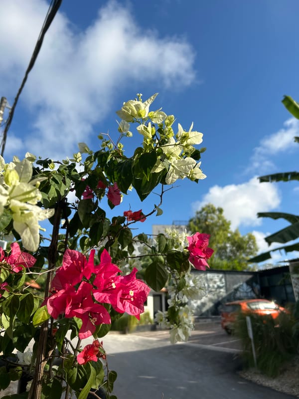 Tropical morning details: flowers, fruit, foliage, and architecture