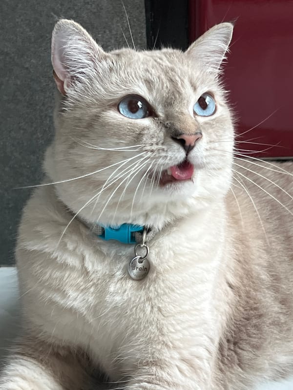 Cats, kids, and a quiet morning at home