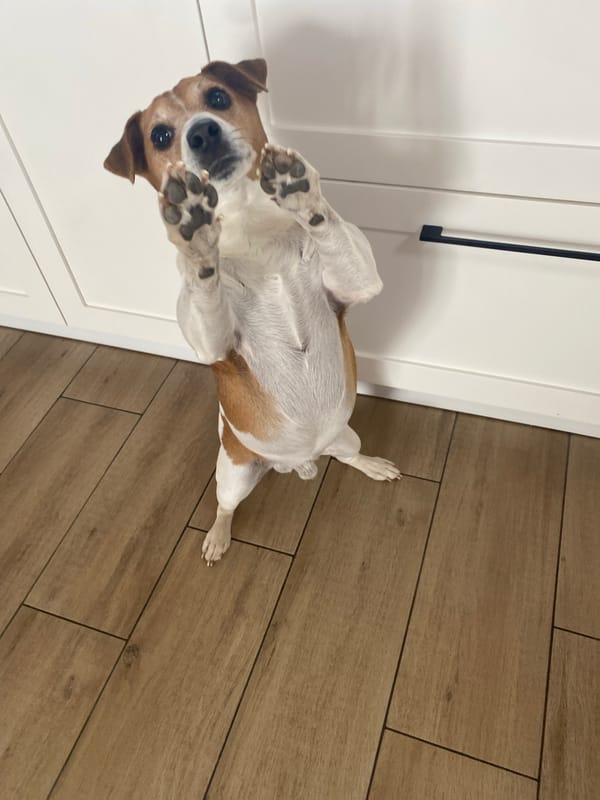Woman's morning routine with pets documented in Chaikovsky apartment
