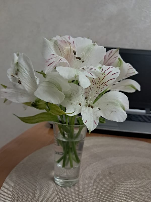 Flowers, houseplants, and a hamster at home