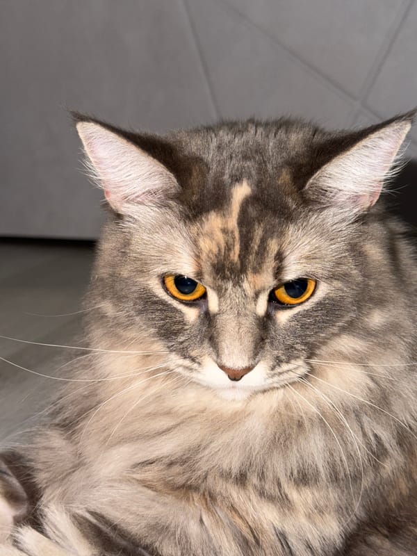 Gray tabby cat lounging at home, with dahlias nearby