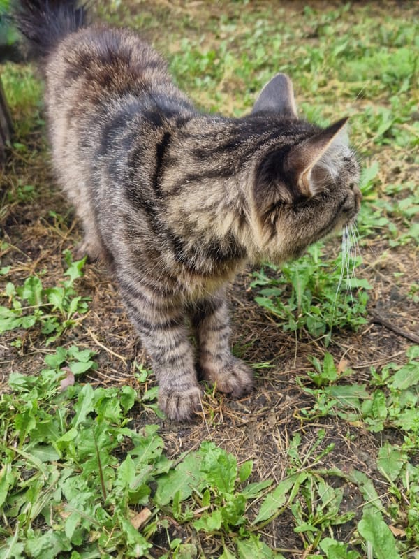 A quiet wander around a backyard in Makinsk, Kazakhstan