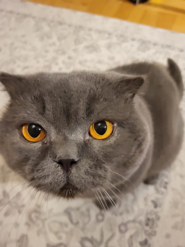British Shorthair cat at home, quiet urban street outside at night