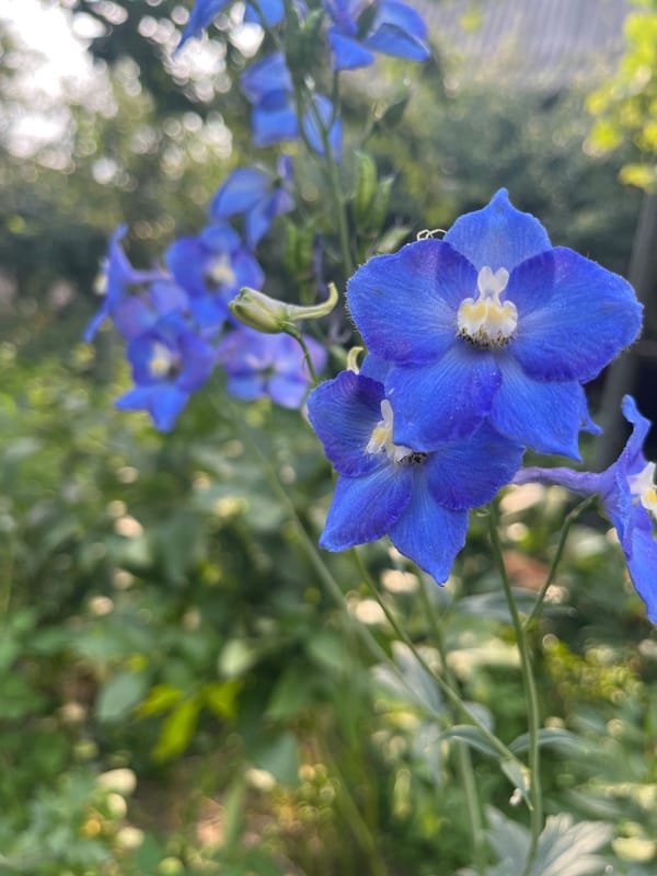 Summer garden up close: flowers, fruit, and a dog