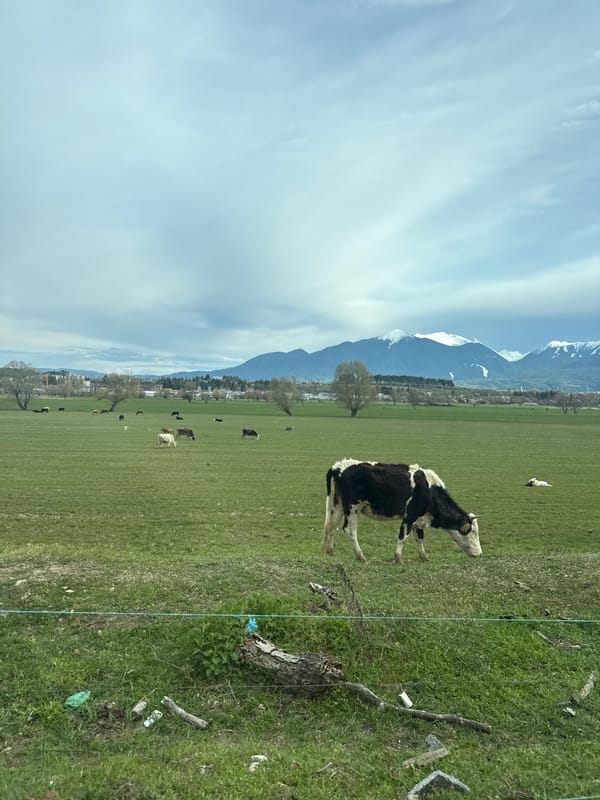 Cattle graze in mountain pastures near Razlog, Bulgaria