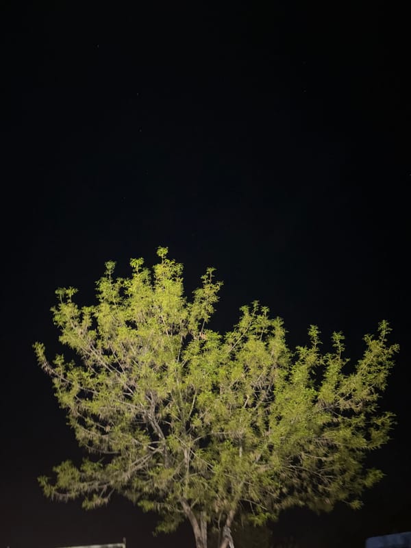 Tree photographed against night sky in Sandanski, Bulgaria