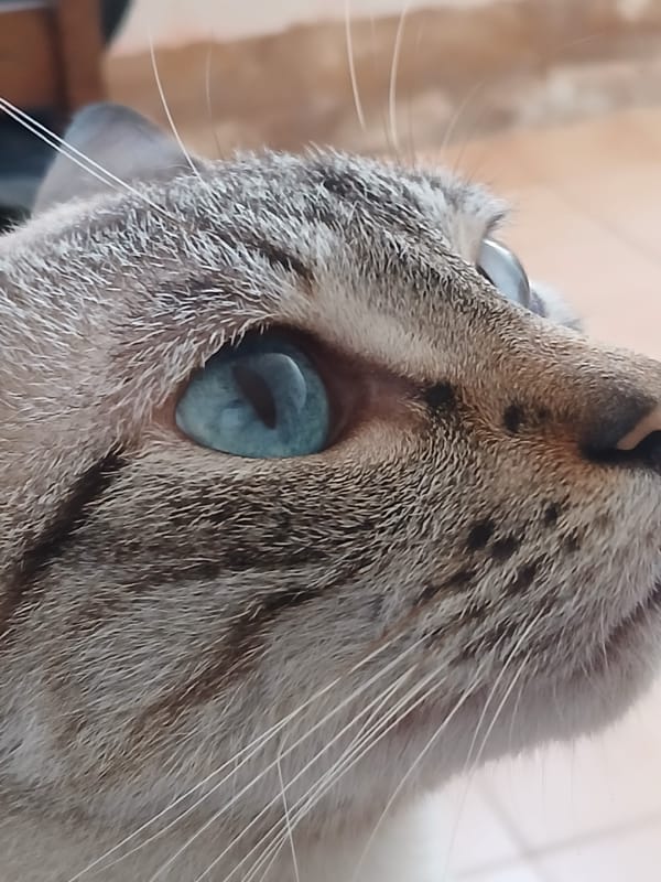 Resident photographs pet cat, city views from Ciudad Guayana balcony