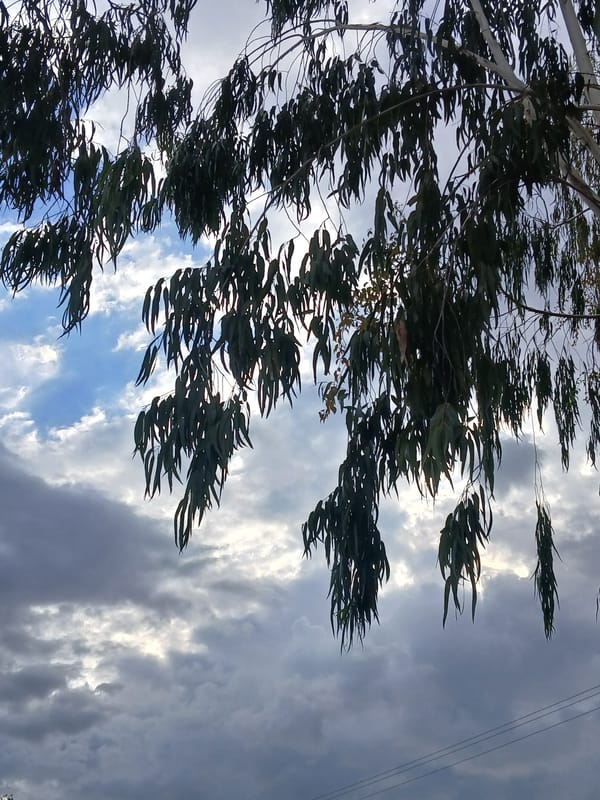 Eucalyptus trees observed under partly cloudy skies in Ciudad Guayana