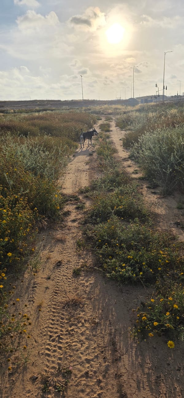 Dog spotted across multiple Sderot locations during afternoon walkabout