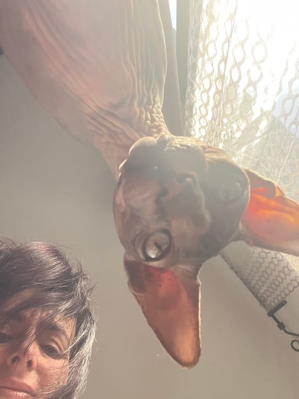 Sphynx cat photographed close-up in Konz, Germany