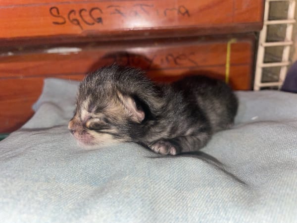Domestic life moments: newborn kittens, meals, and daily activities