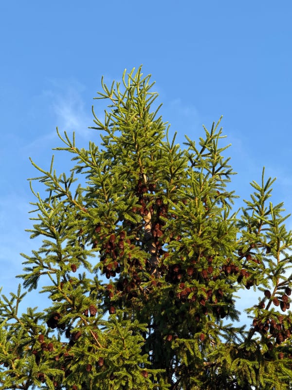 Spring tree observations documented across Kazan, Russia
