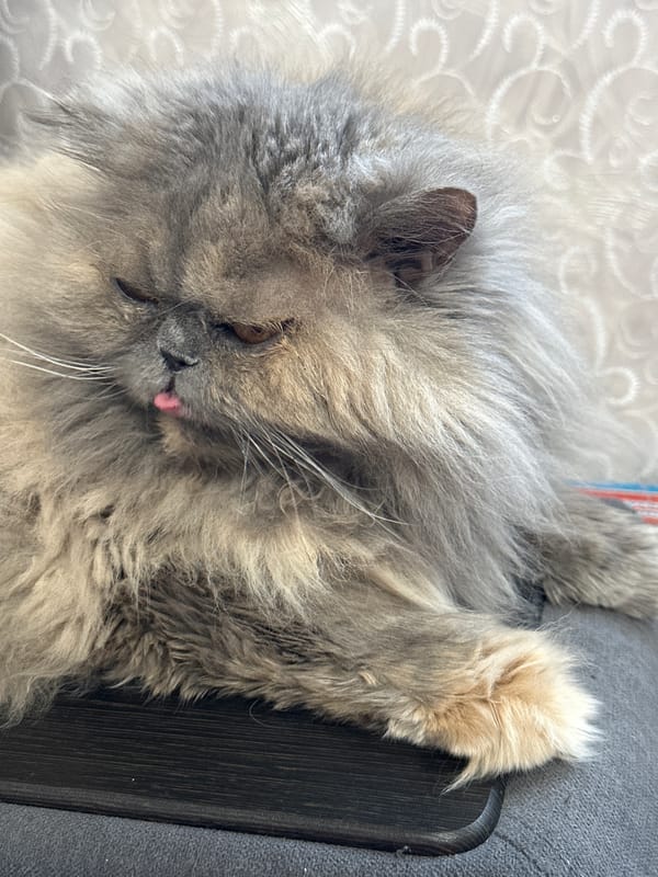 Spring afternoon memories captured in Chaikovsky: cats, lilacs, everyday moments