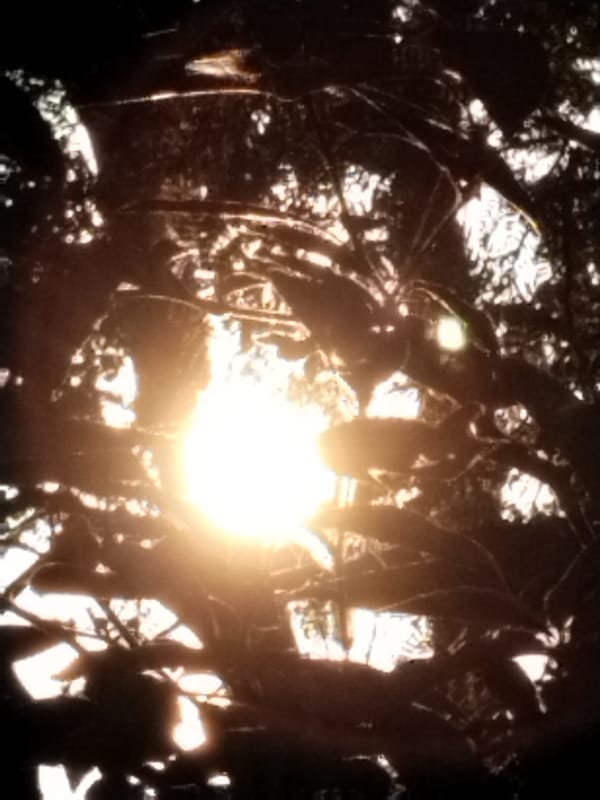 Roosters and morning light near a bamboo structure