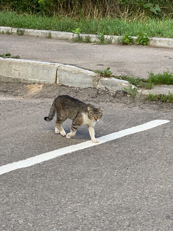 Quiet summer afternoon in a Moscow residential neighborhood