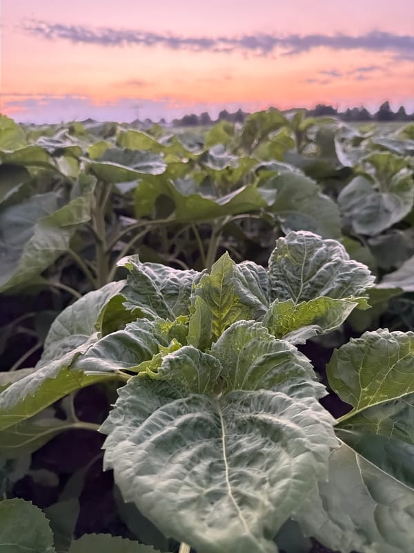 Sunflower fields at dusk, Schwedt/Oder