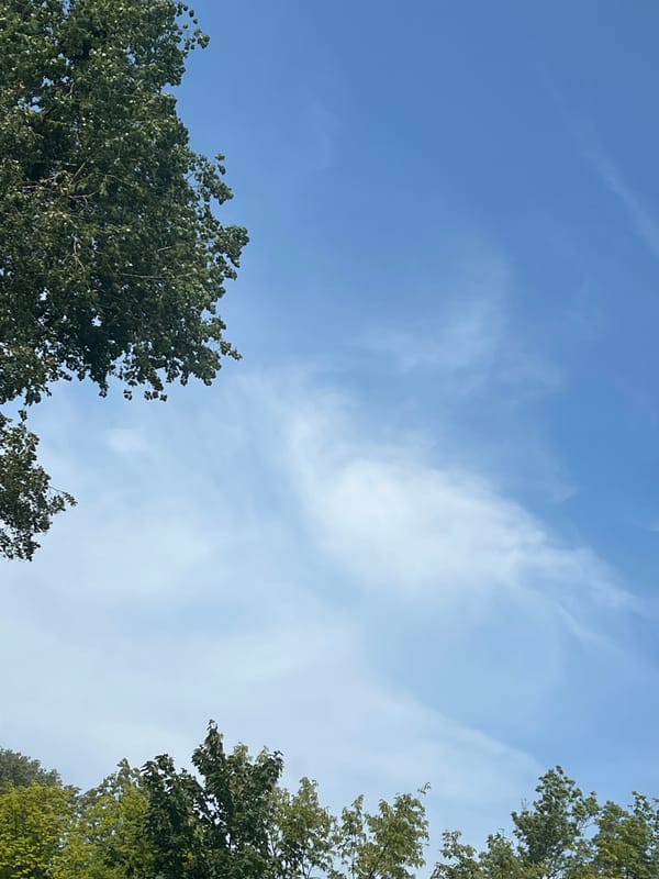 Looking up through Warsaw trees into a summer sky