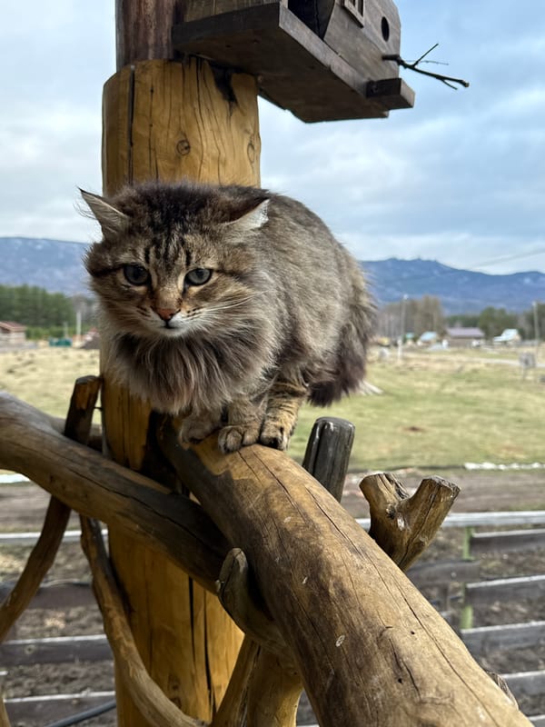 Tabby cat spotted on wooden railing in Tyulyuk, Russia