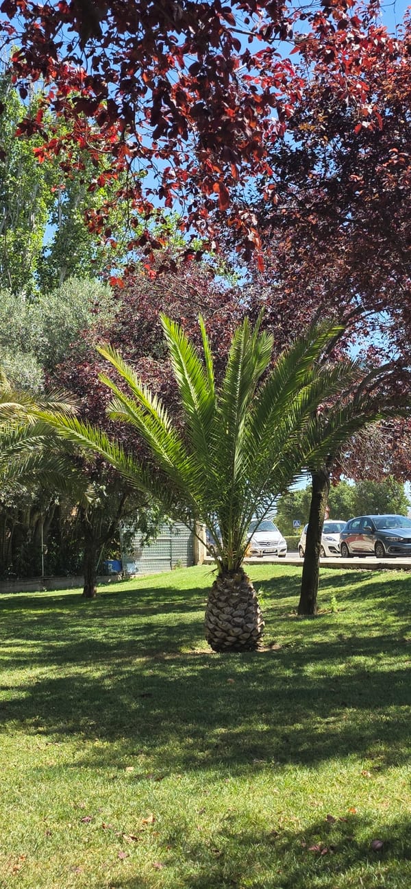 Morning stroll through Huesca's streets, parks, and public art