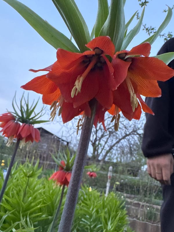 Spring garden blooms documented in Mayak, Russia